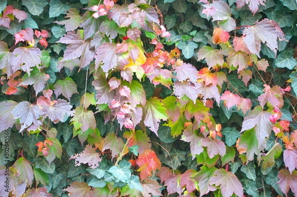 Fototapeta Autumn colourful leaves background pattern