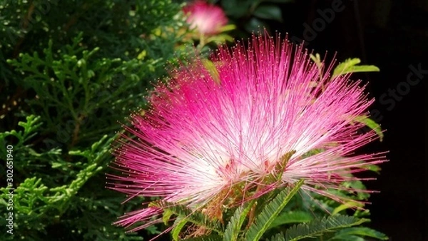 Fototapeta Close up pink and white color of albizia flower blooming in the garden. Natural landscape, albizia of flower language is love. 