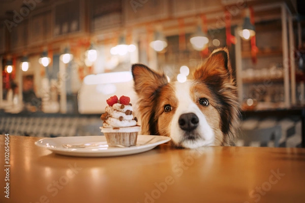Obraz uroczy pies rasy border collie błagający o ciastko w kawiarni