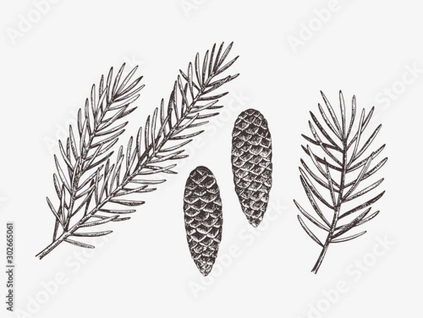 Obraz Hand drawn conifer branches and cones. Vector illustration of spruce and pine 