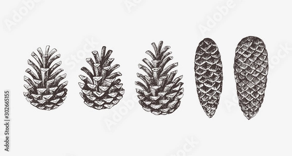 Obraz Hand drawn conifer cones. Vector illustration of spruce and pine cones