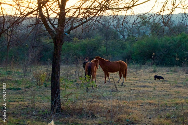 Obraz horses and boy