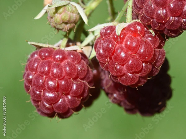 Obraz Himbeeren, Rubus, idaeus