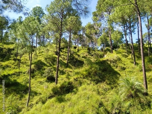 Obraz trees in the forest