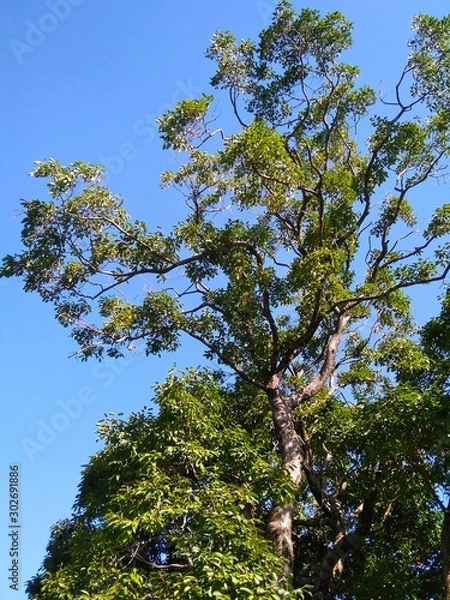 Obraz tree and blue sky