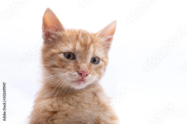 Fototapeta Portrait of a cat, isolated on white.