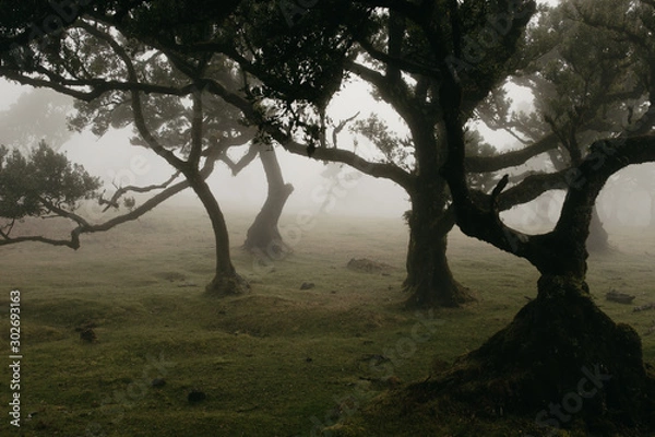 Fototapeta Fanal Forest in Fog