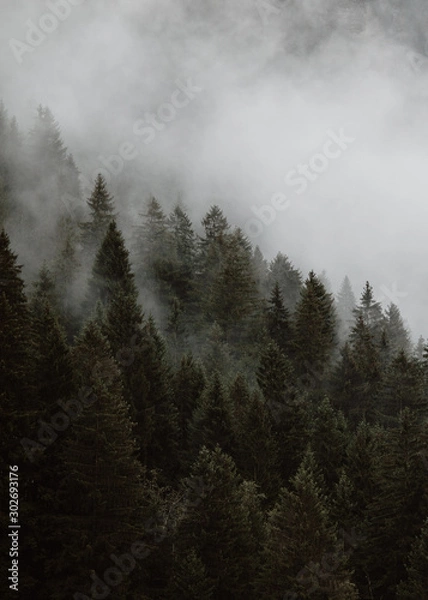 Fototapeta Evergreen trees in fog