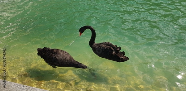 Fototapeta black swans in the pond