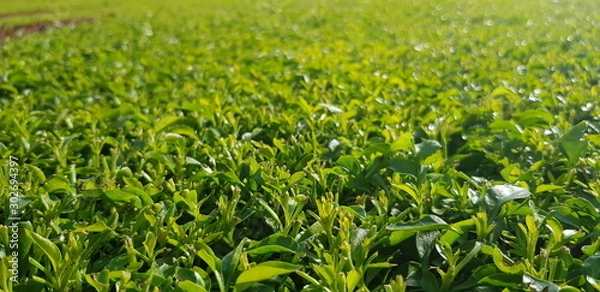 Fototapeta lawn, green grass in the sun