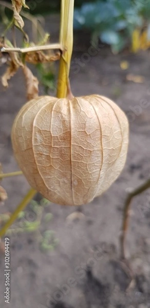 Fototapeta Physalis fruits on a branch