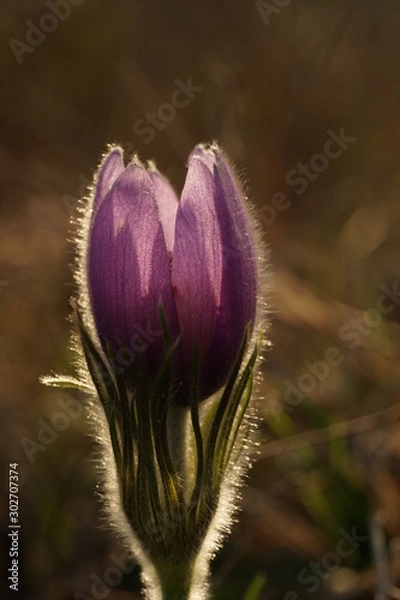 Fototapeta Pink flower sunset 