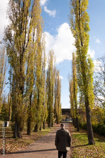 Obraz CAminando entre árboles