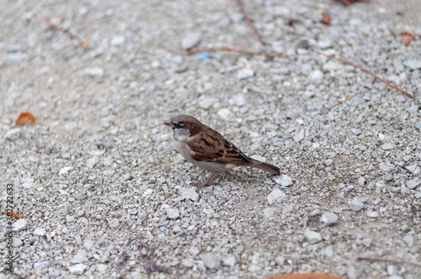 Obraz Gorrión sobre suelo de piedras