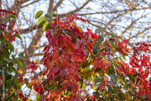 Fototapeta red leaves on a tree in autumn