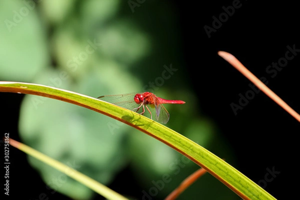 Fototapeta Libelle auf Halm