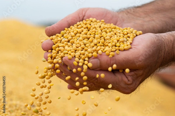 Fototapeta Soybeans in close-up
