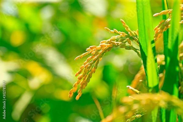Obraz Ripe rice, in the paddy fields