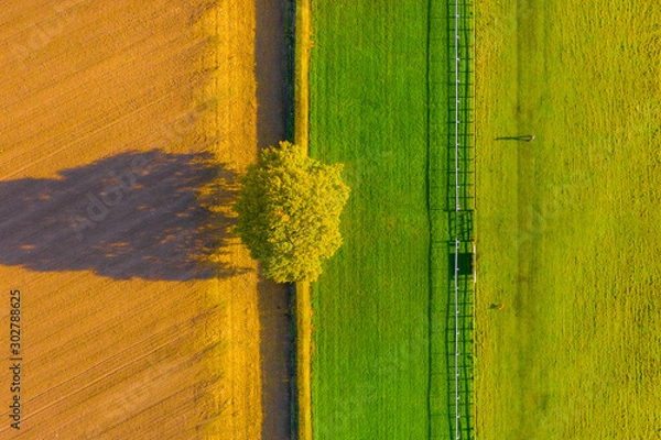 Obraz Overhead top down aerial shot of a lone tree between a ploughed field and a horse racecourse in Autumn with a the shadow of a man walking his dog in Beverley, UK