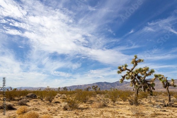 Obraz Joshua Trees in Mojave Desert on Summer Day