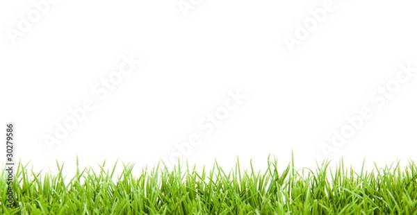 Obraz Grass on white