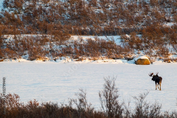 Obraz Moose Crossing a Lake