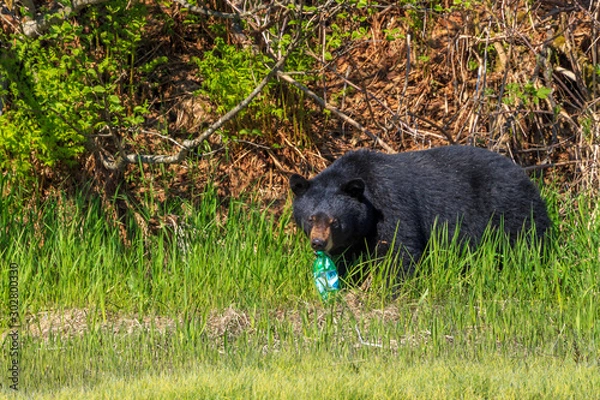 Obraz Bear With the Soda Bottle
