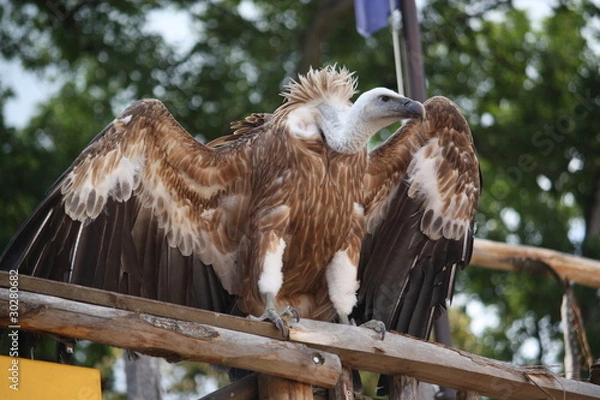 Obraz Vautour en liberté