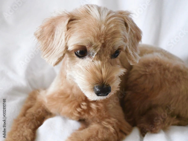 Fototapeta じっと座って見つめるかわいいアプリコットの小型犬【マルプー・トイプードル】