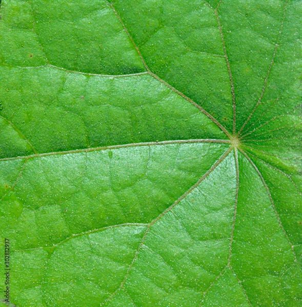 Obraz Surface of leaf 1