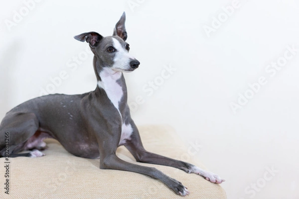 Fototapeta ソファに座るイタリアングレイハウンド