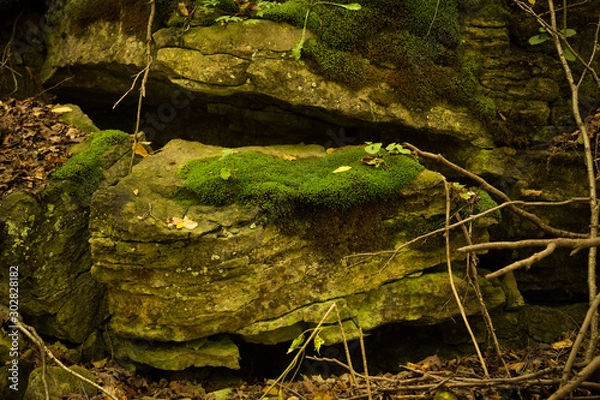 Obraz Moss Growing on a Rock