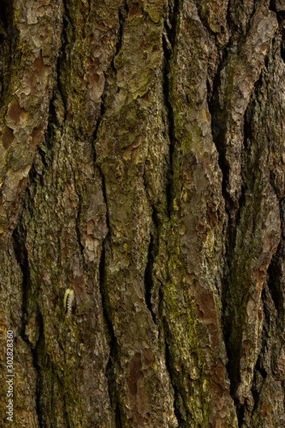 Obraz Caterpillar Crawling Up Tree Bark