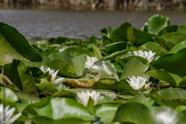 Fototapeta Blooming lotuses in the river. Trees bent over the water. Large white flowers with large leaves growing in a pond.