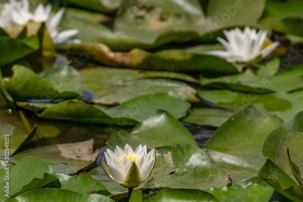 Fototapeta Blooming lotuses in the river. Trees bent over the water. Large white flowers with large leaves growing in a pond.