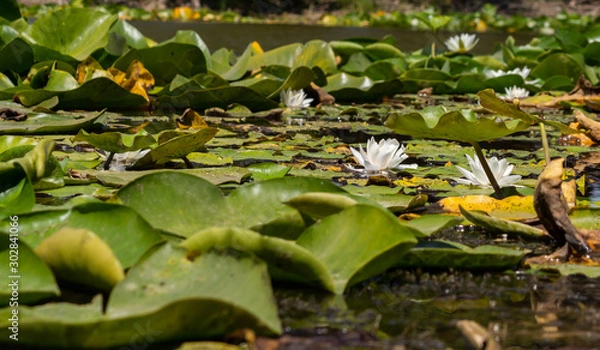Fototapeta Blooming lotuses in the river. Trees bent over the water. Large white flowers with large leaves growing in a pond.
