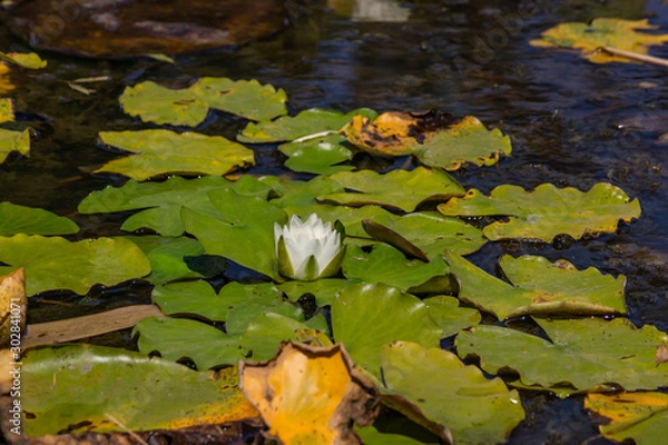 Fototapeta Blooming lotuses in the river. Trees bent over the water. Large white flowers with large leaves growing in a pond.