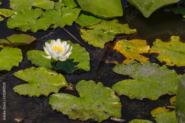 Fototapeta Blooming lotuses in the river. Trees bent over the water. Large white flowers with large leaves growing in a pond.