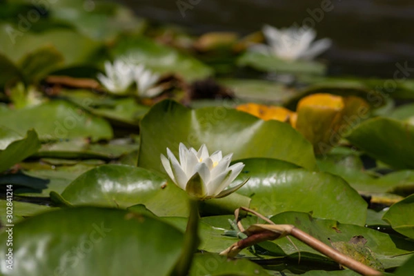 Fototapeta Blooming lotuses in the river. Trees bent over the water. Large white flowers with large leaves growing in a pond.