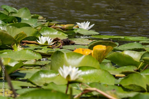 Fototapeta Blooming lotuses in the river. Trees bent over the water. Large white flowers with large leaves growing in a pond.