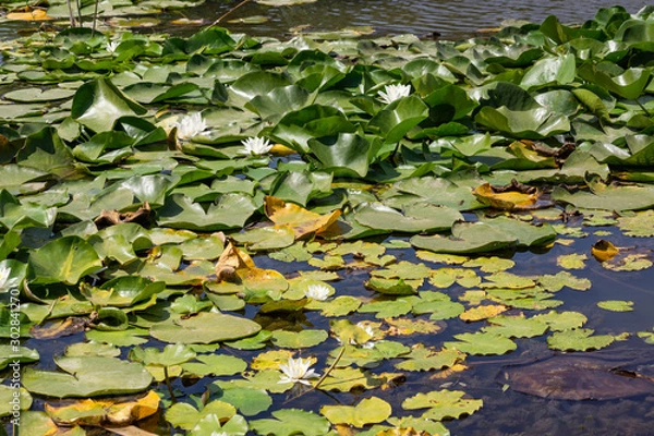 Fototapeta Blooming lotuses in the river. Trees bent over the water. Large white flowers with large leaves growing in a pond.