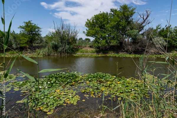 Fototapeta Blooming lotuses in the river. Trees bent over the water. Large white flowers with large leaves growing in a pond.