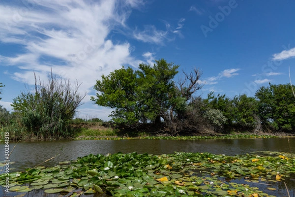 Fototapeta Blooming lotuses in the river. Trees bent over the water. Large white flowers with large leaves growing in a pond.