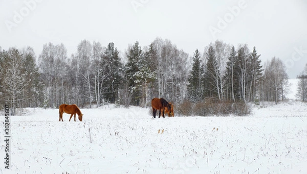 Fototapeta A group of horses in a winter paddock field