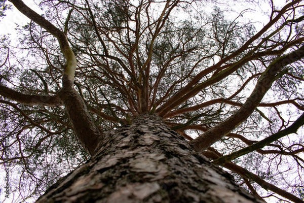 Fototapeta tree and sky