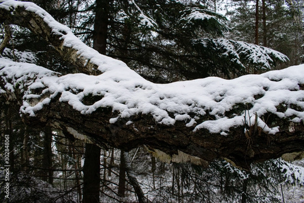 Fototapeta trees in winter