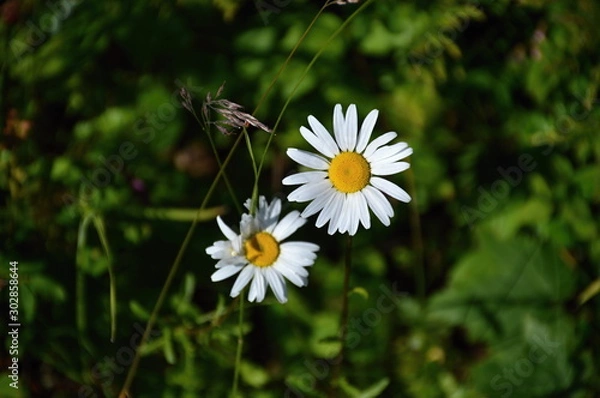 Obraz Olympic National Park, Washington