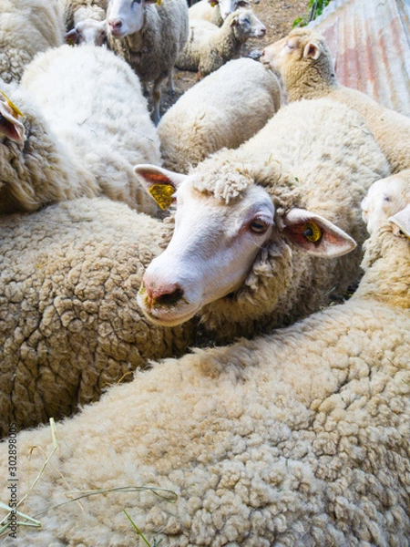Fototapeta flock of sheep