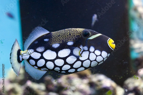 Obraz Clown triggerfish