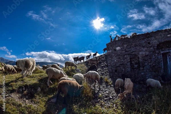 Obraz Moutons - Chèvres